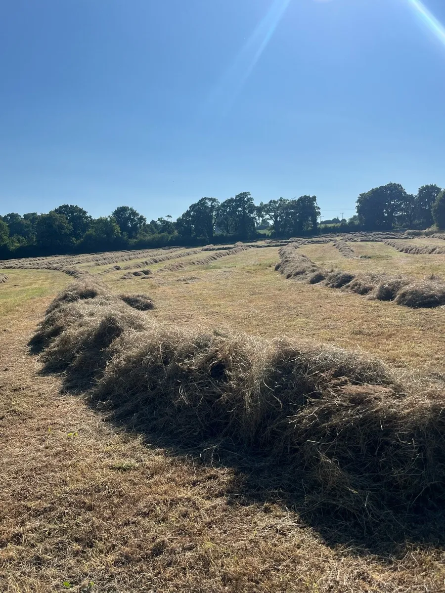 Hay - Image 1