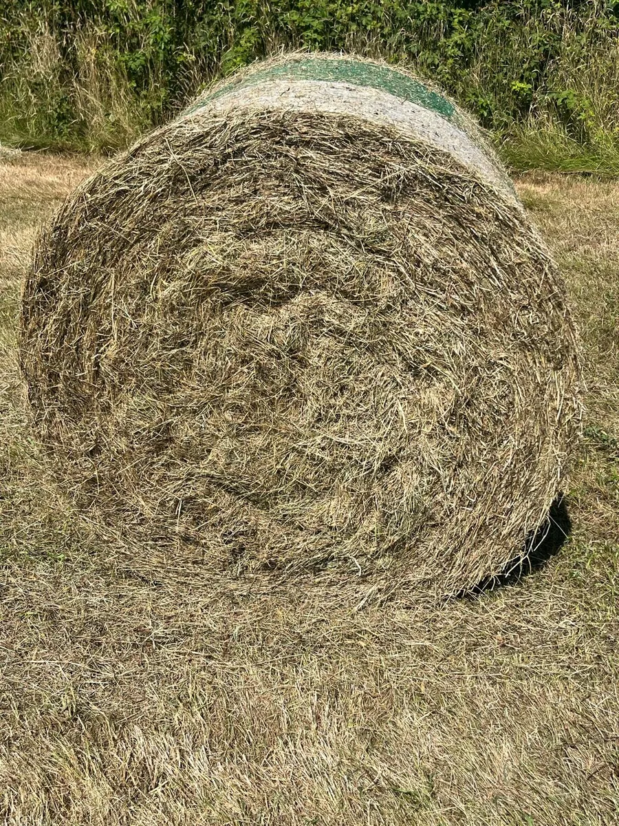 Hay - Image 2