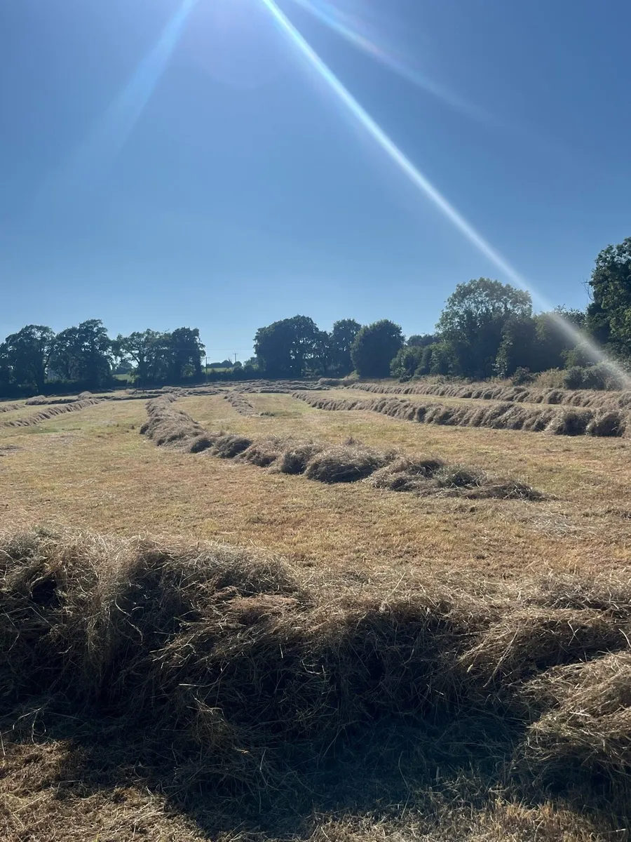 Hay - Image 4