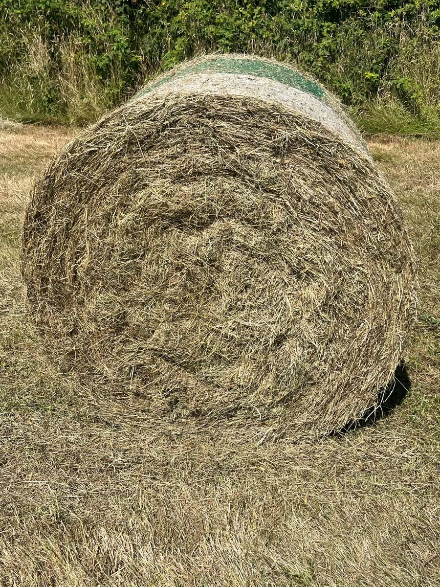 Hay - Image 3