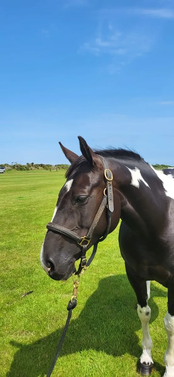 Horse - Image 1