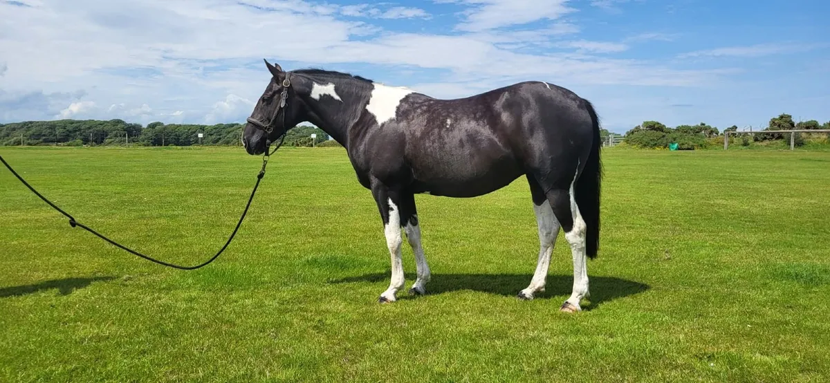 Horse - Image 3
