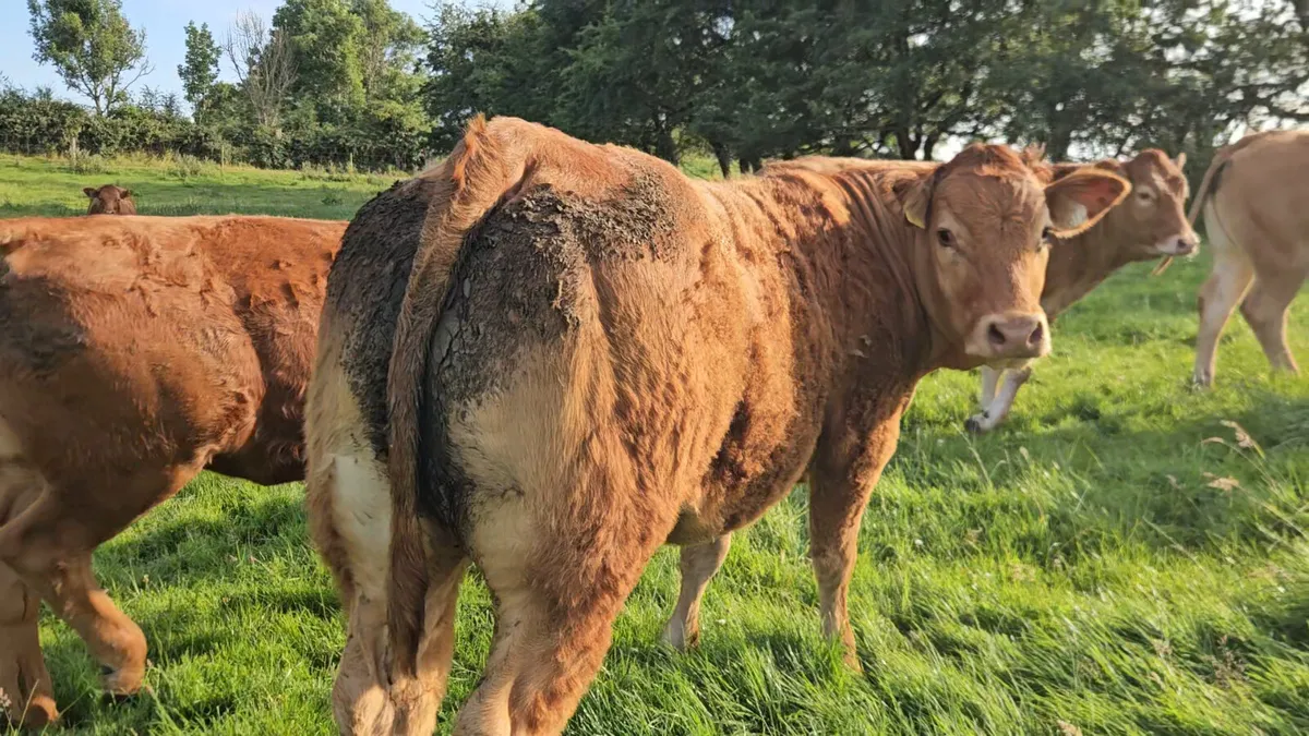 Exceptional Breeding Heifers. - Image 4