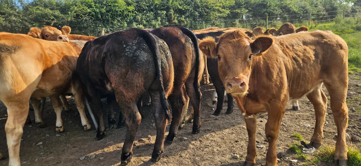 Exceptional Breeding Heifers. - Image 1