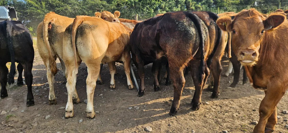 Exceptional Breeding Heifers. - Image 2
