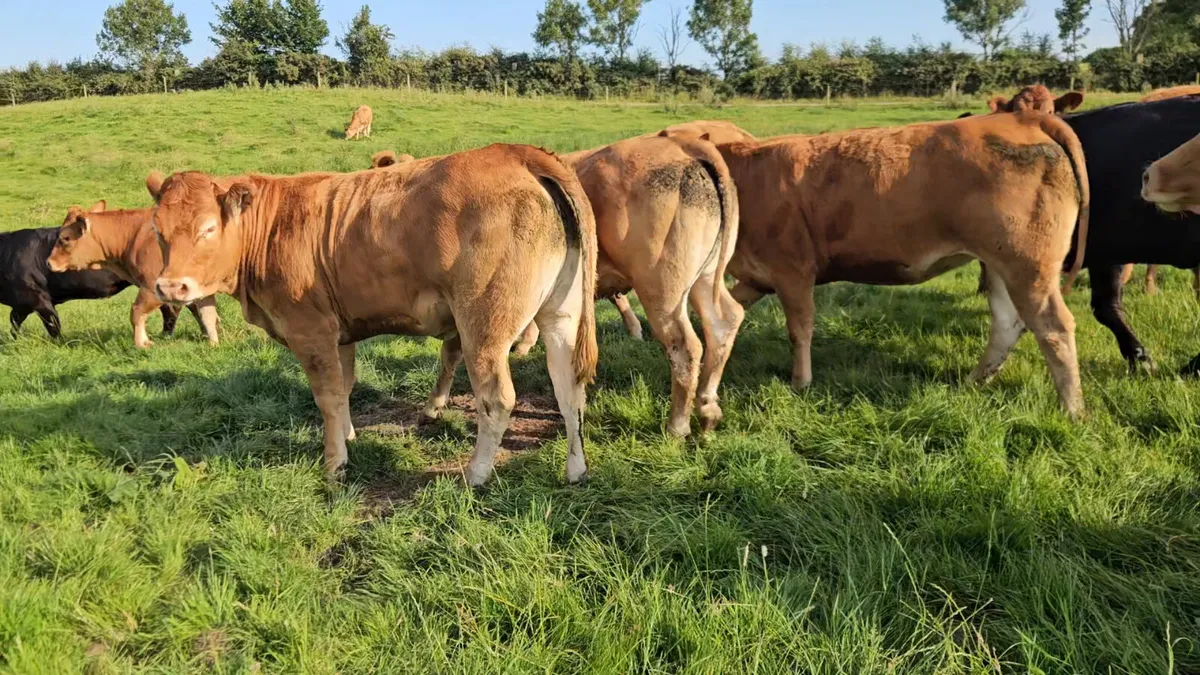 Exceptional Breeding Heifers. - Image 3