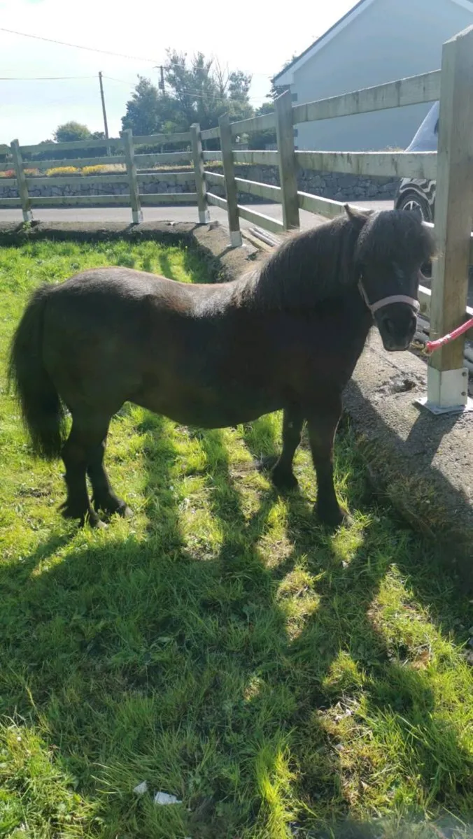 Mini mare - Image 1