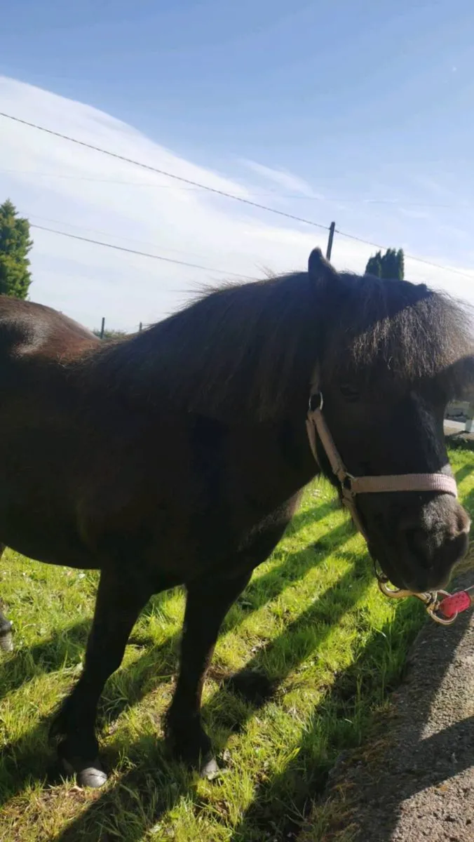 Mini mare - Image 2
