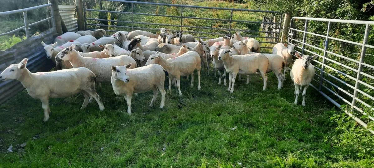 Hogget ewes - Image 1