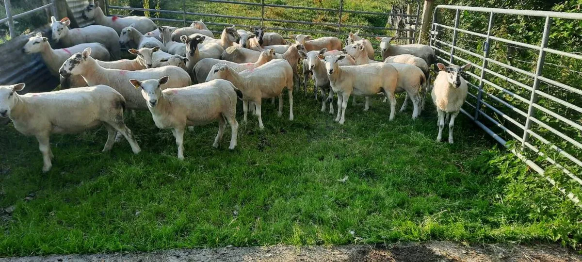 Hogget ewes - Image 2