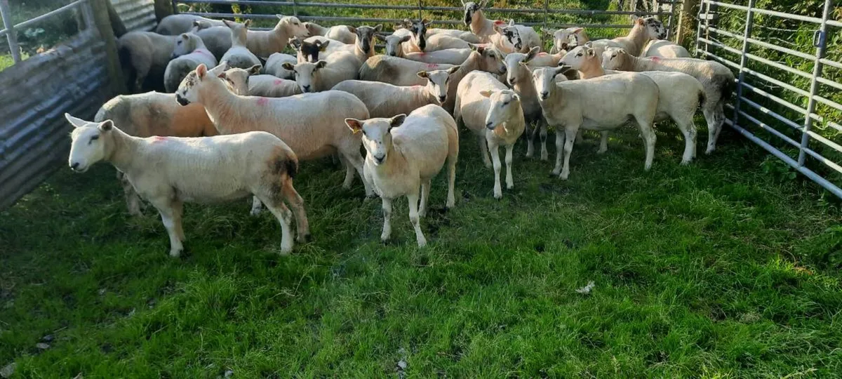 Hogget ewes - Image 3