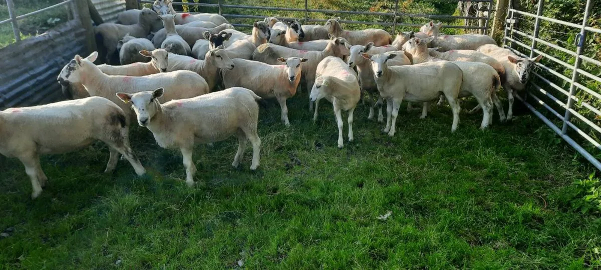 Hogget ewes - Image 4