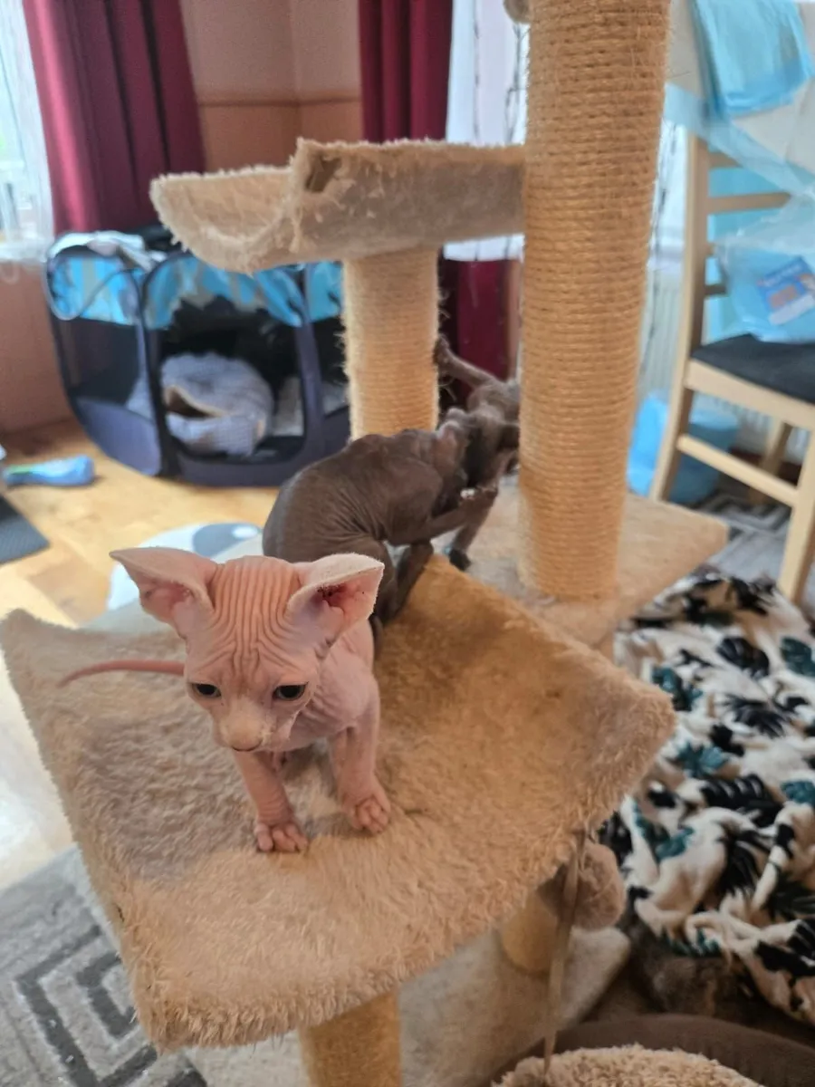 Sphynx Kittens for Sale - Image 2