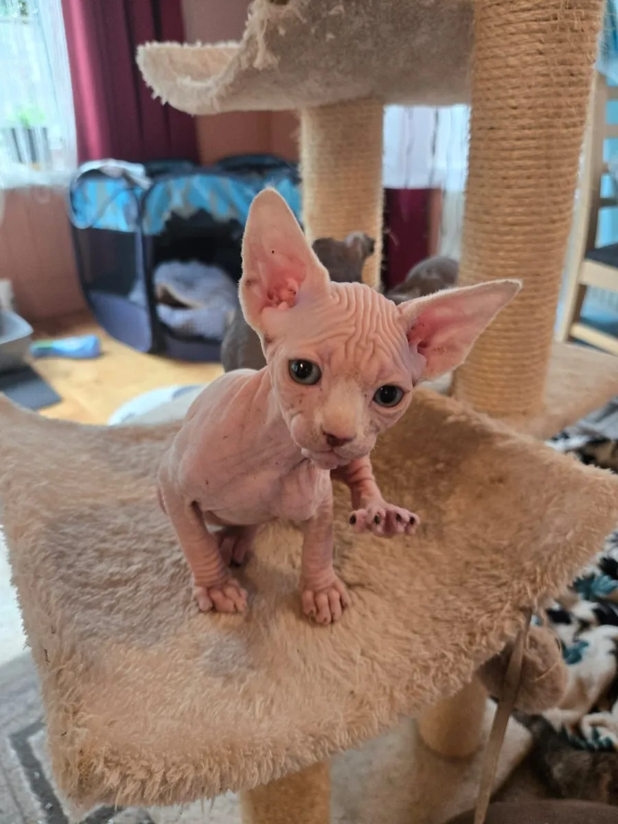 Sphynx Kittens for Sale - Image 3