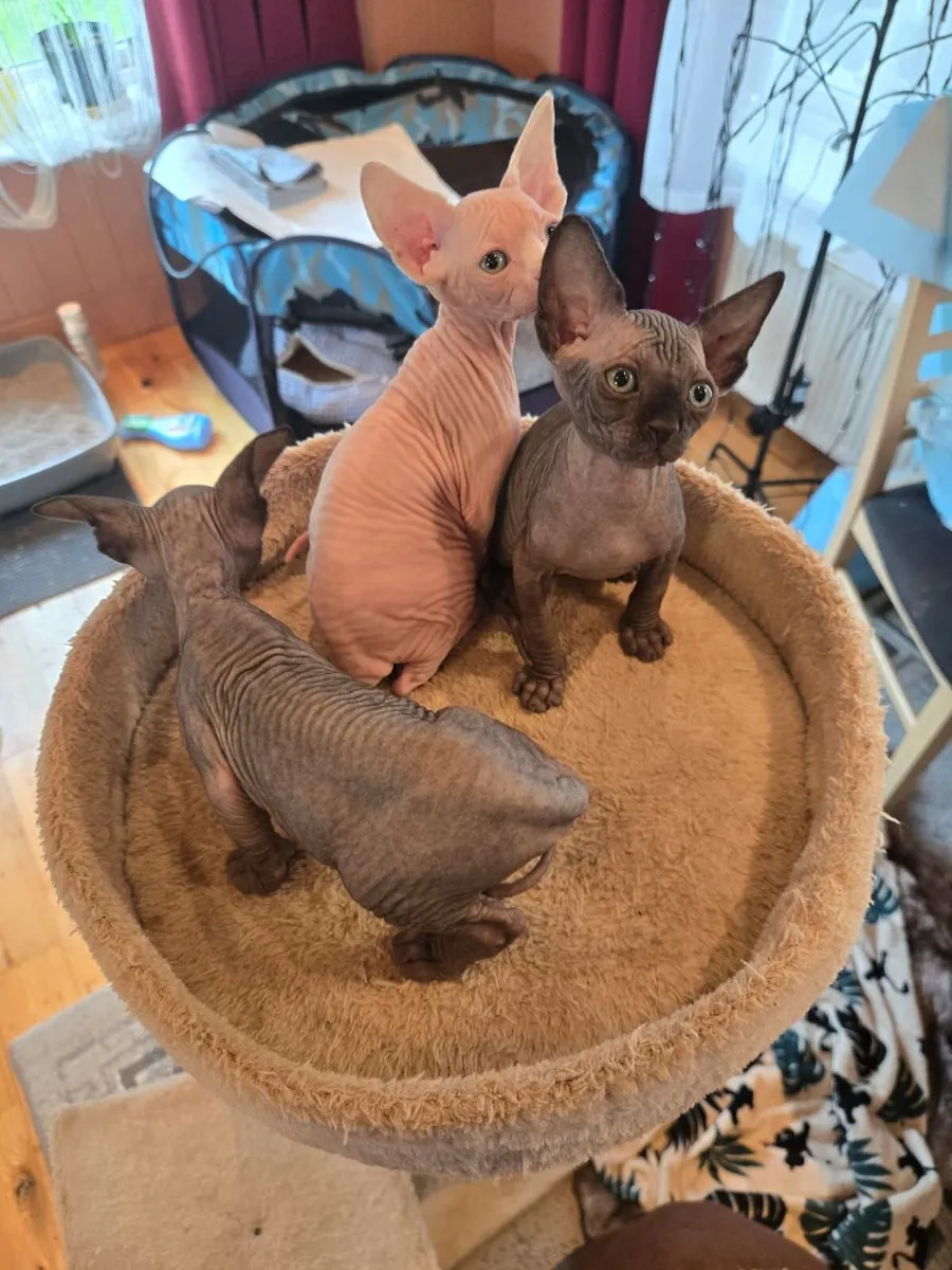 Sphynx Kittens for Sale - Image 1