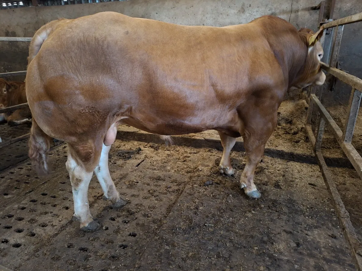 Pedigree Limousin Bulls - Image 2