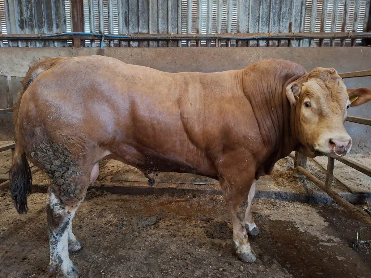 Pedigree Limousin Bulls - Image 3