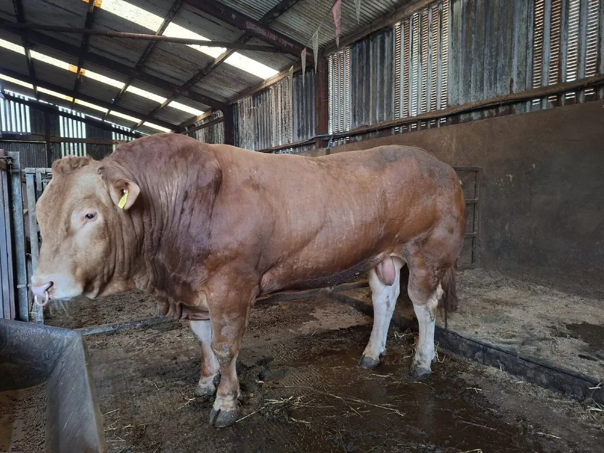 Pedigree Limousin Bulls - Image 1