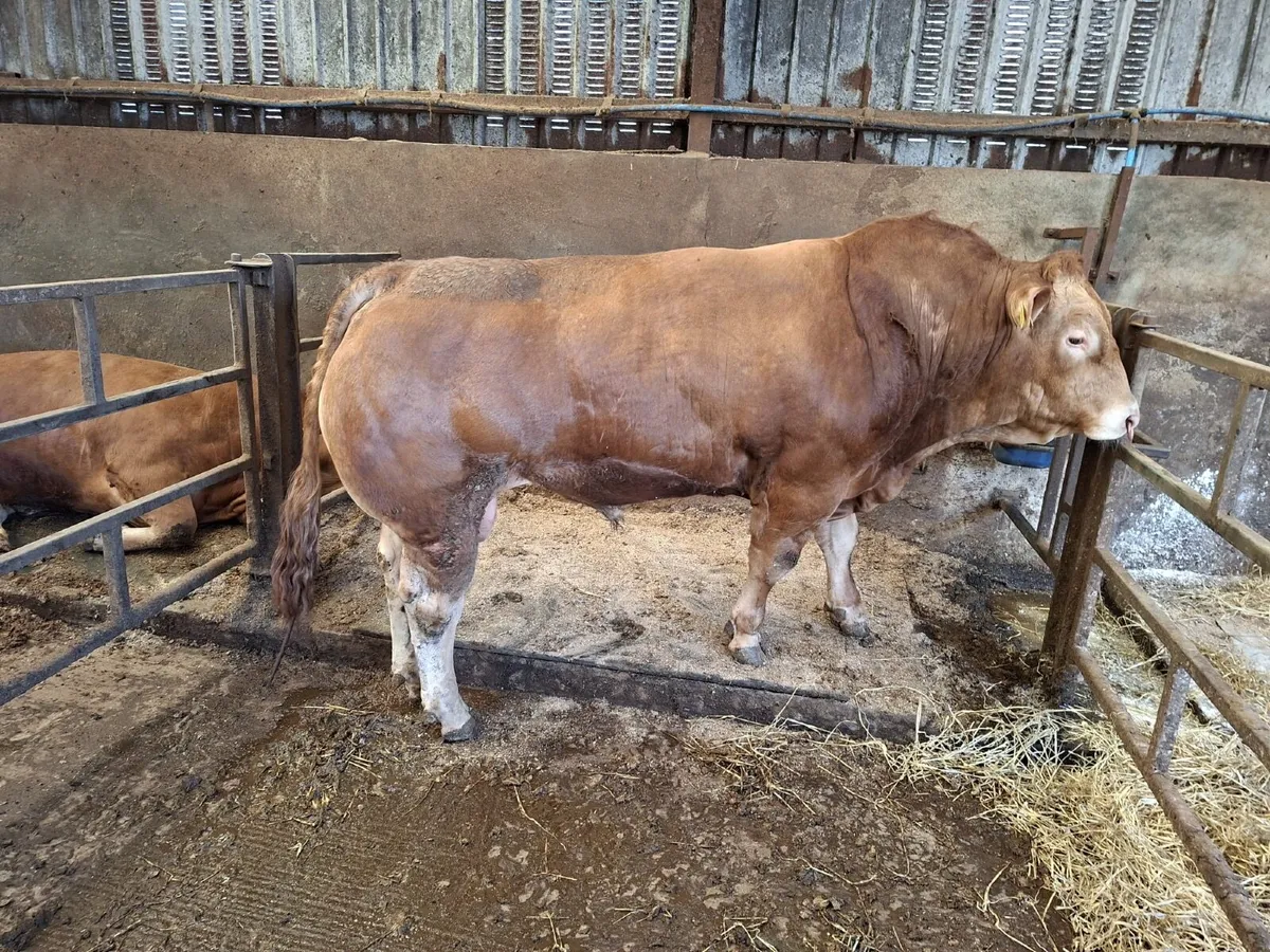 Pedigree Limousin Bulls - Image 4