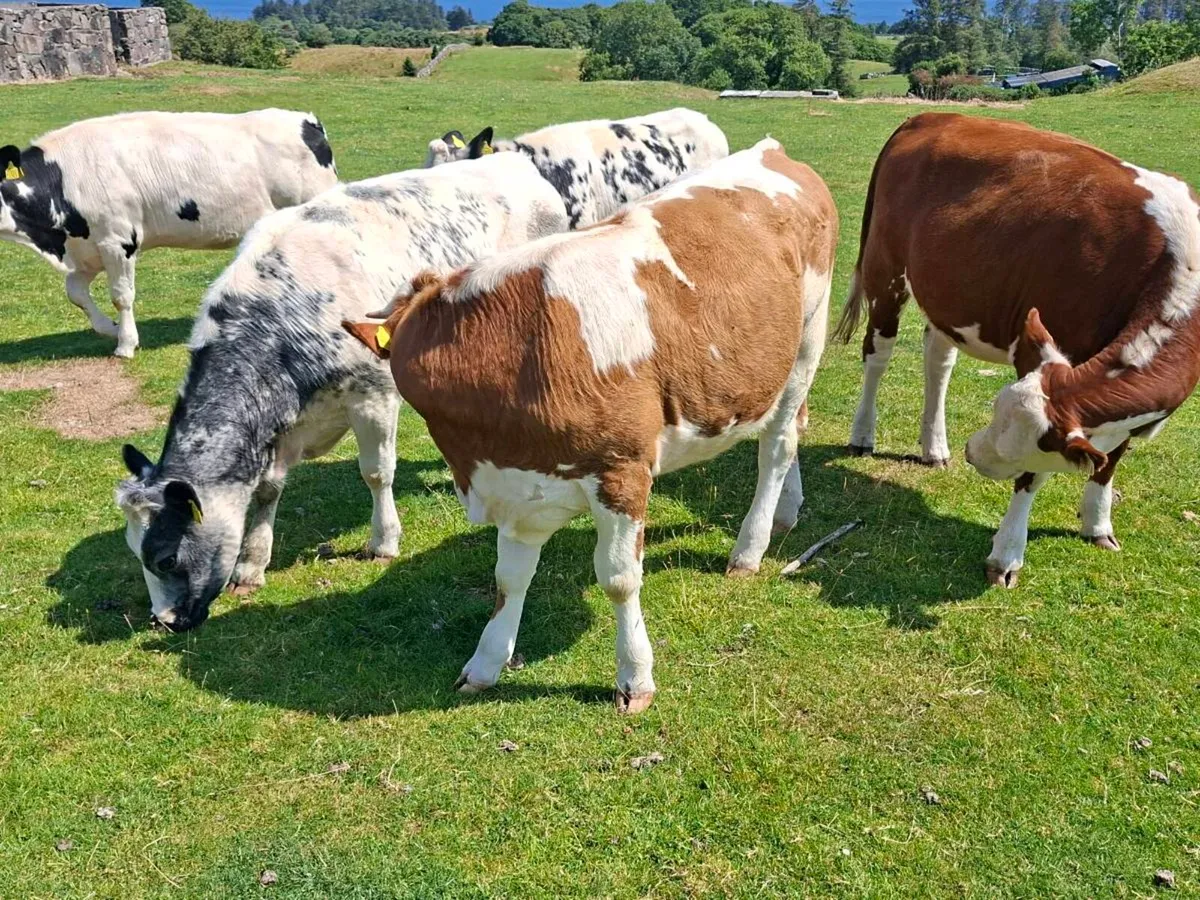 Exceptionally Quiet Heifers - Image 1
