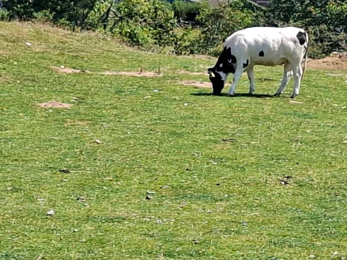 Exceptionally Quiet Heifers - Image 4