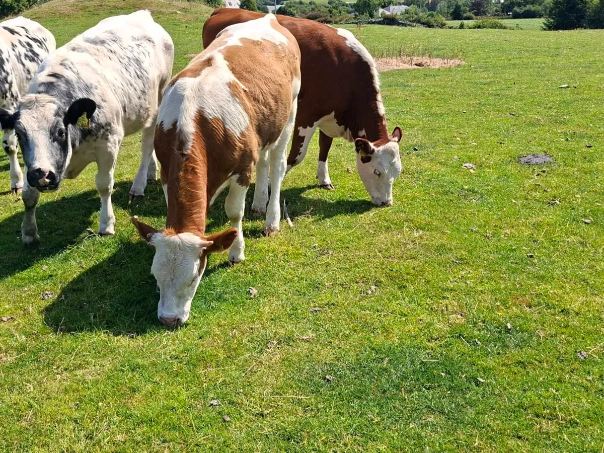 Exceptionally Quiet Heifers - Image 2