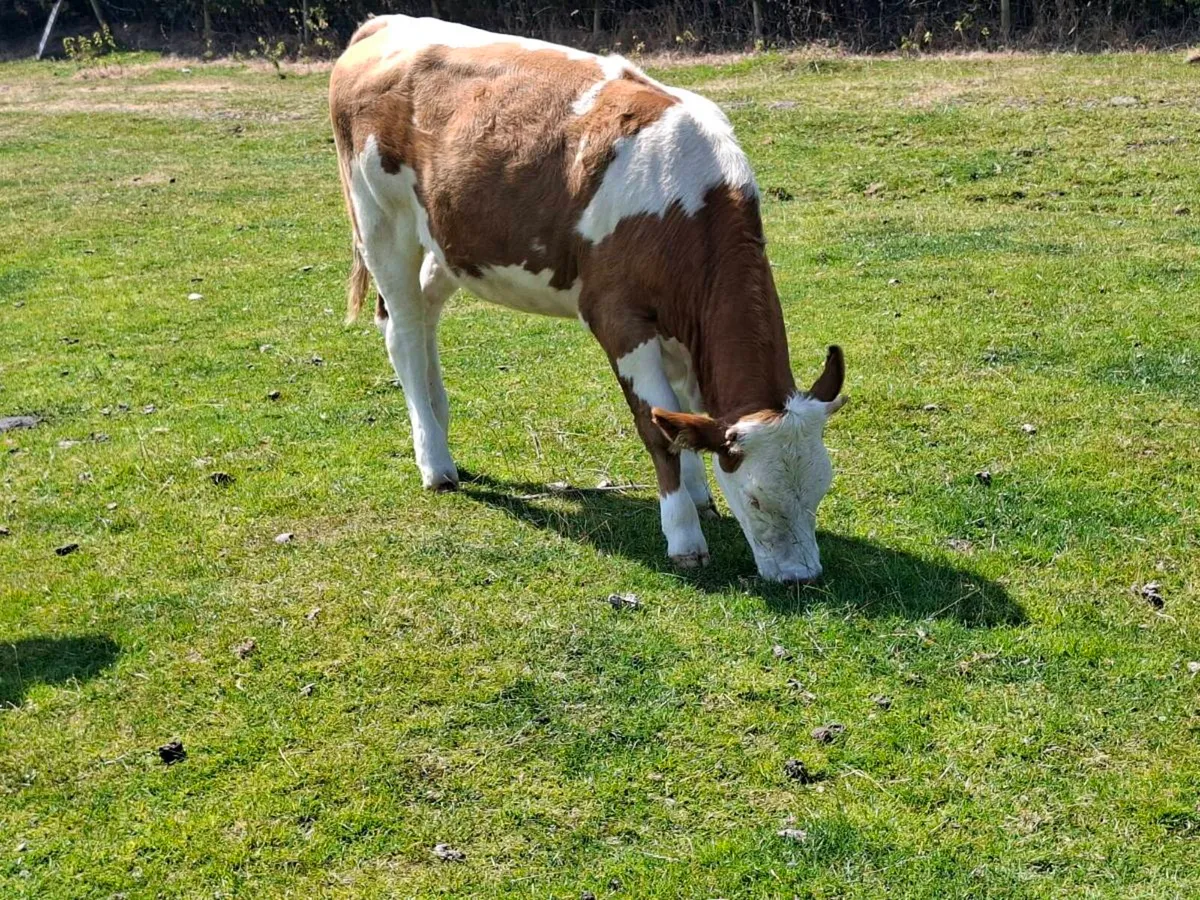 Exceptionally Quiet Heifers - Image 3