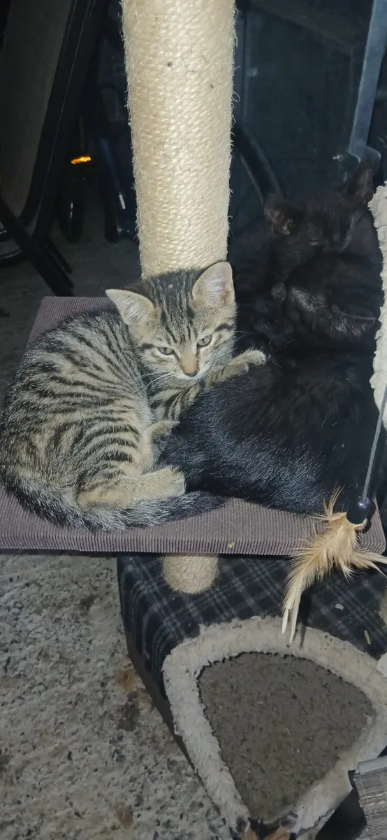 Kittens - Image 1