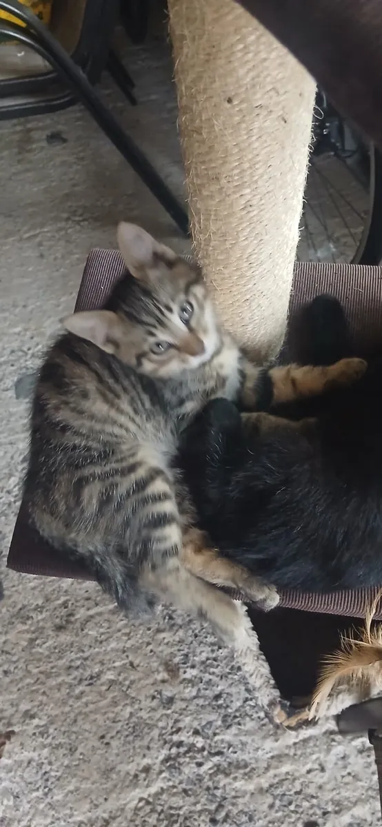 Kittens - Image 2