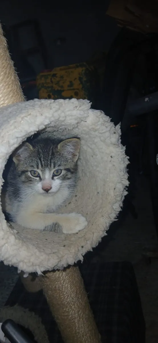 Kittens - Image 3