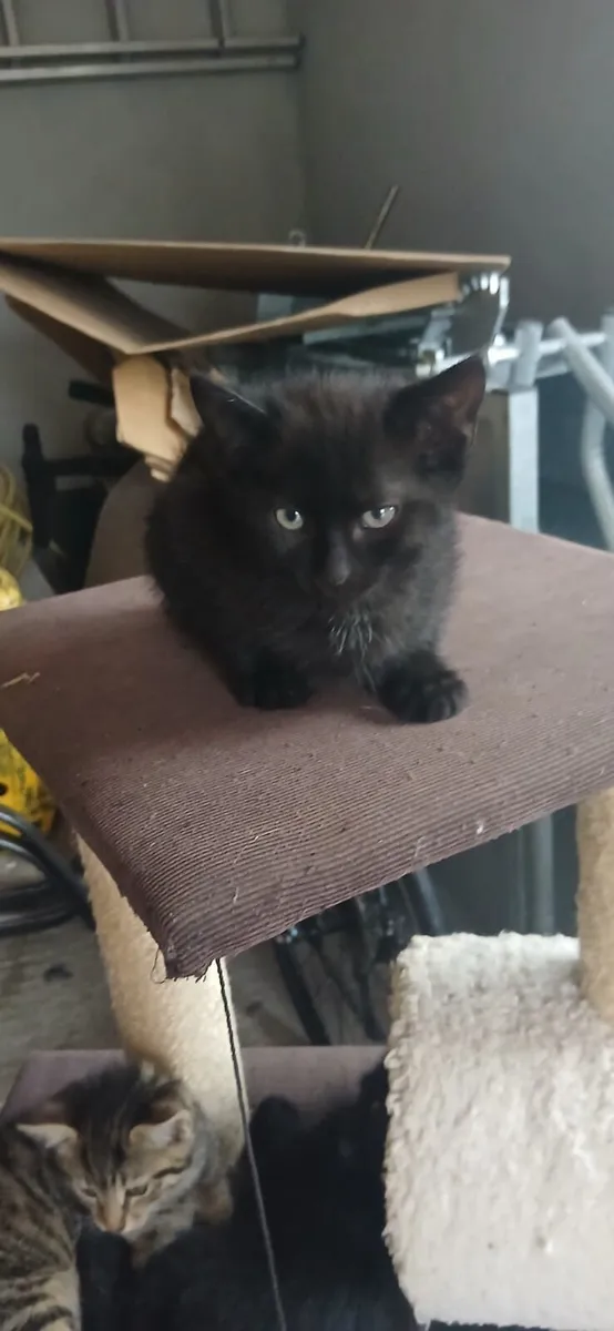 Kittens - Image 4