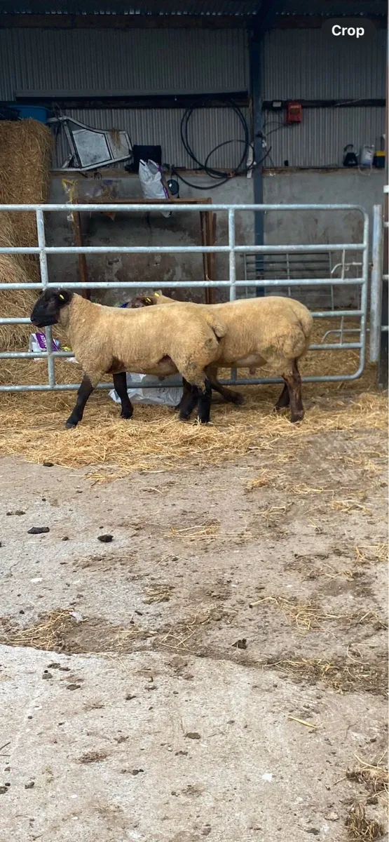 Suftex ram lambs - Image 2