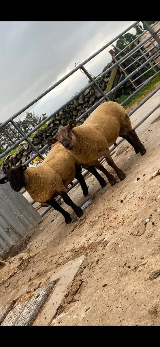 Suftex ram lambs - Image 1