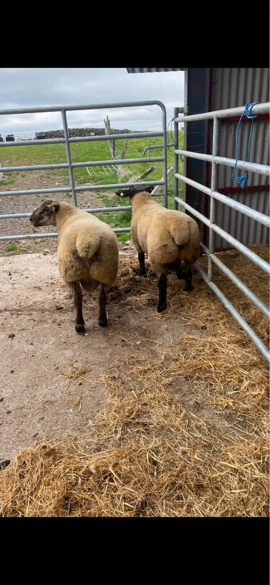 Suftex ram lambs - Image 3