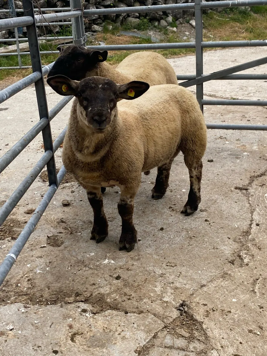 Suftex ram lambs - Image 4