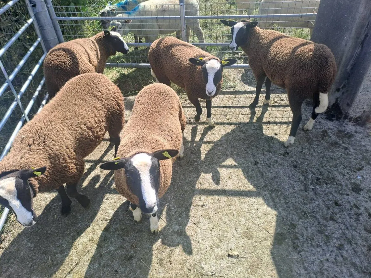 Zwartble ewe lambs - Image 1