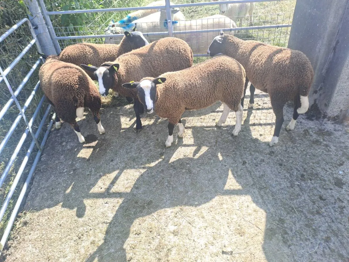 Zwartble ewe lambs - Image 2