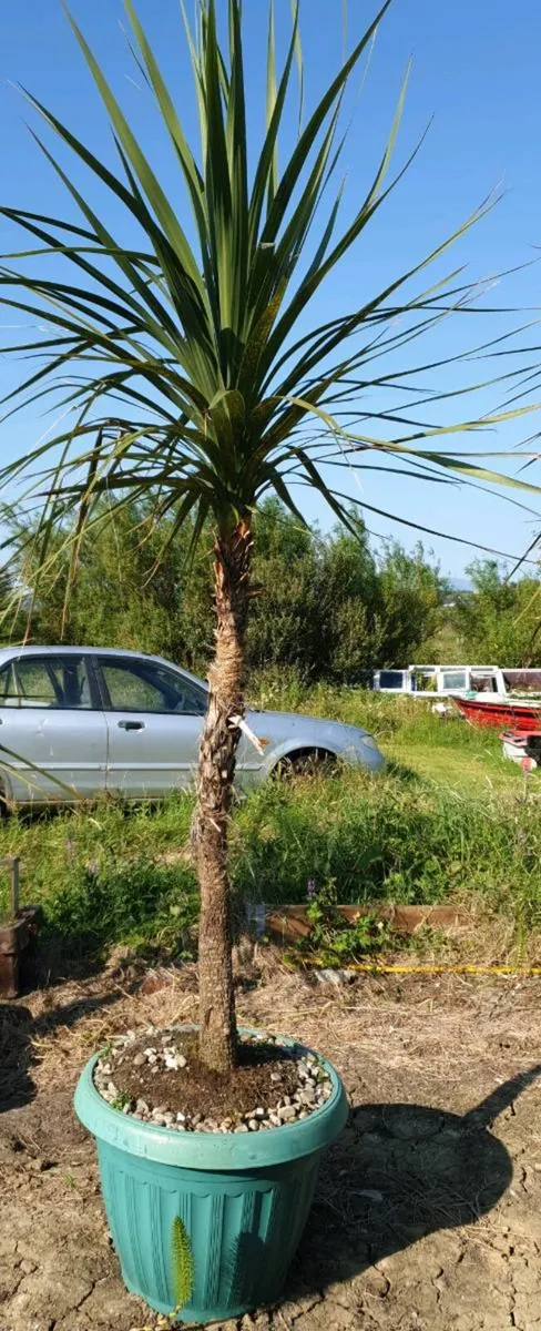 Palm tree - Image 1
