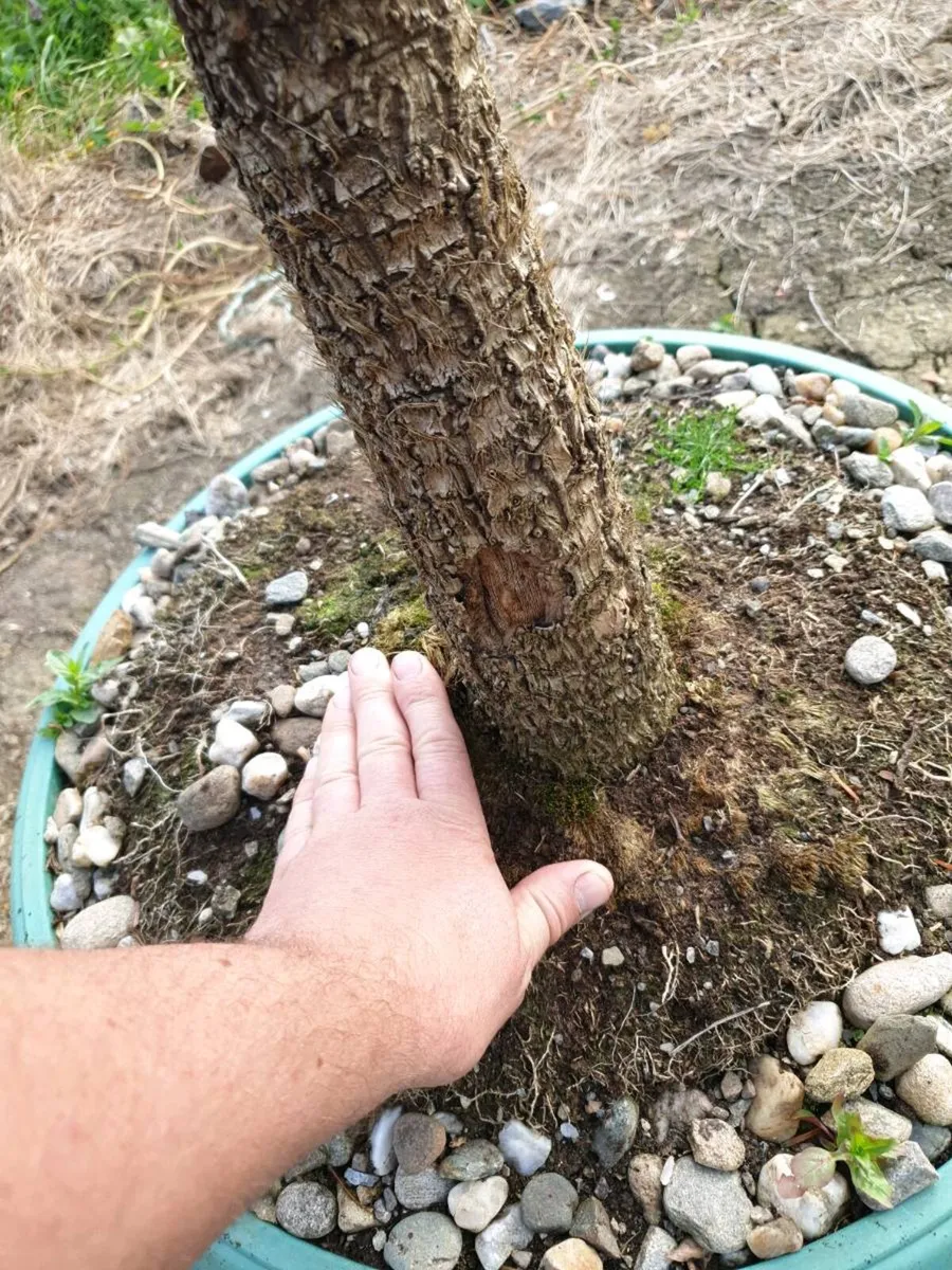 Palm tree - Image 2