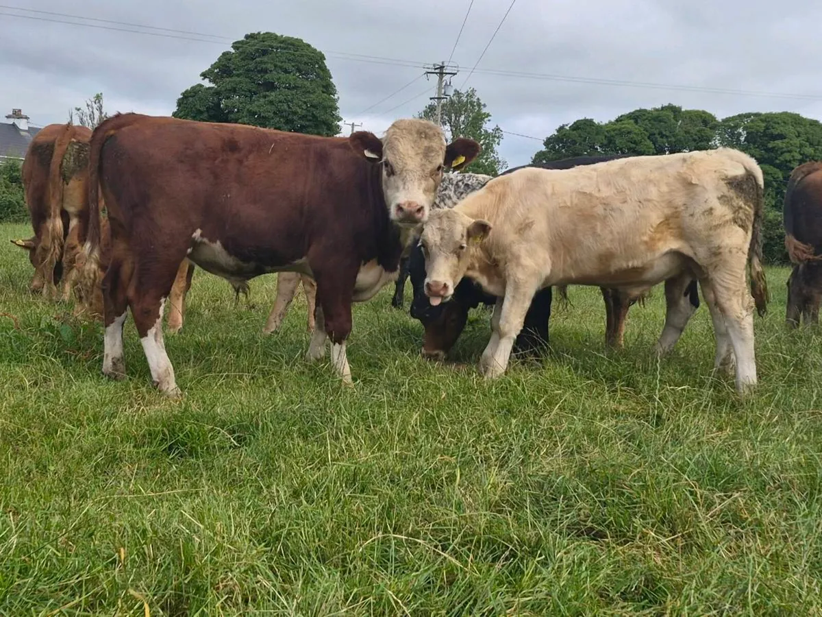 6 Super Bull Weanlings - Image 1