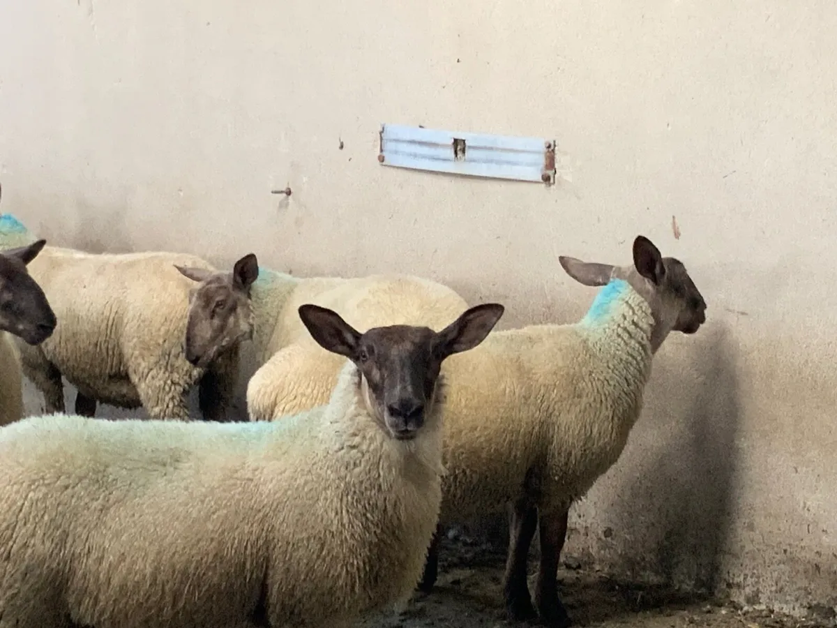 Suffolk - Cheviot Ewe Lambs - Image 3