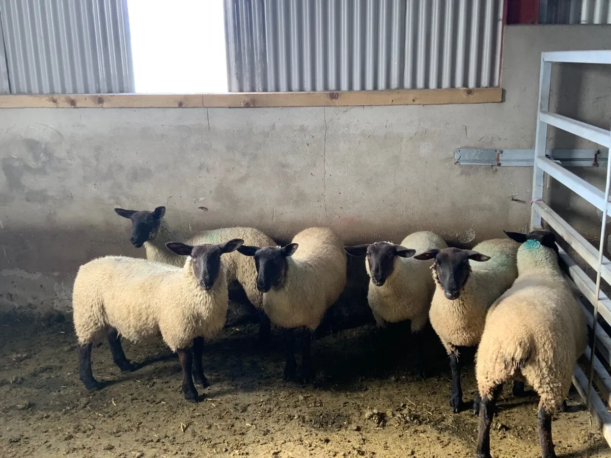 Suffolk - Cheviot Ewe Lambs - Image 4
