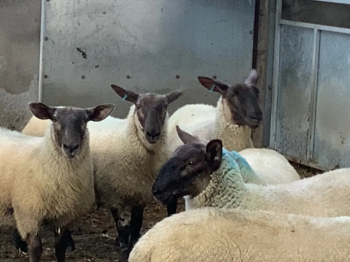 Suffolk - Cheviot Ewe Lambs - Image 2