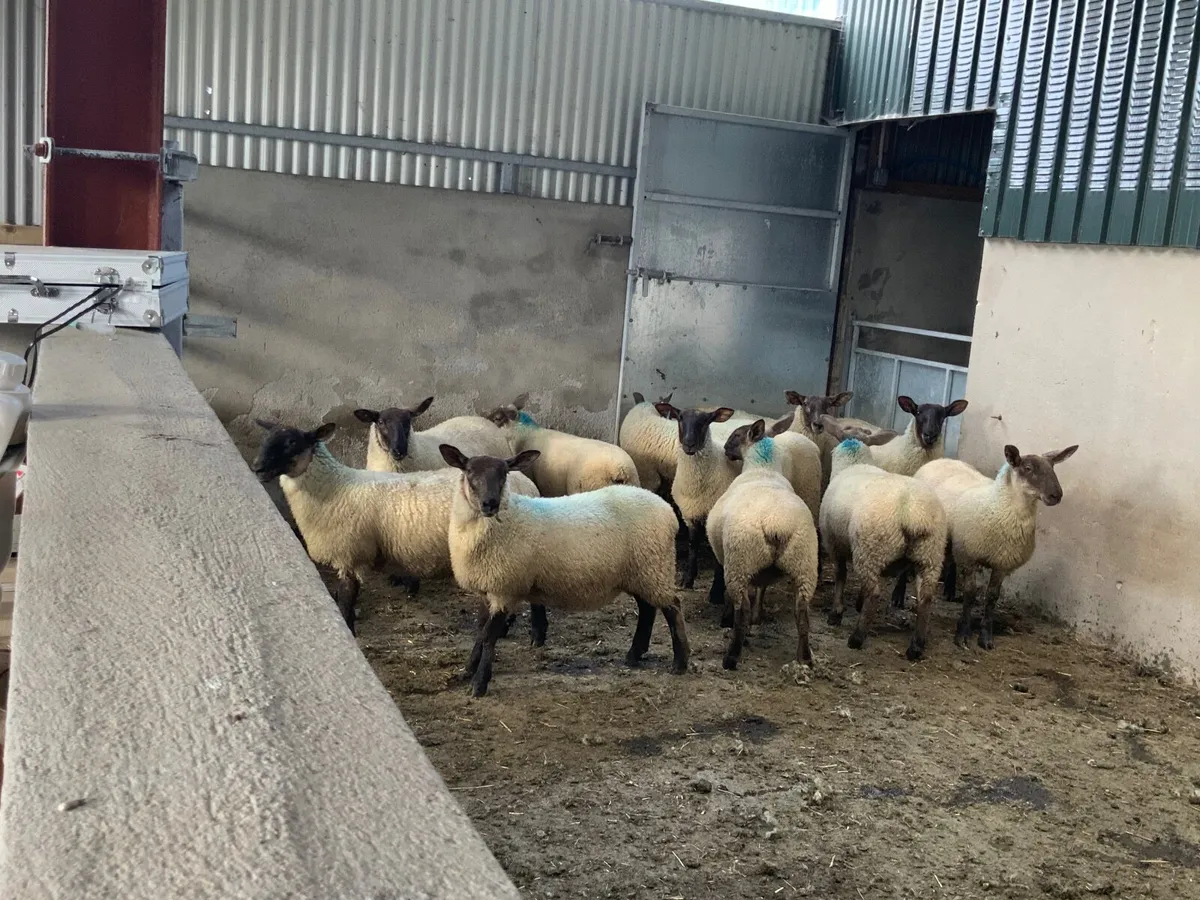 Suffolk - Cheviot Ewe Lambs - Image 1