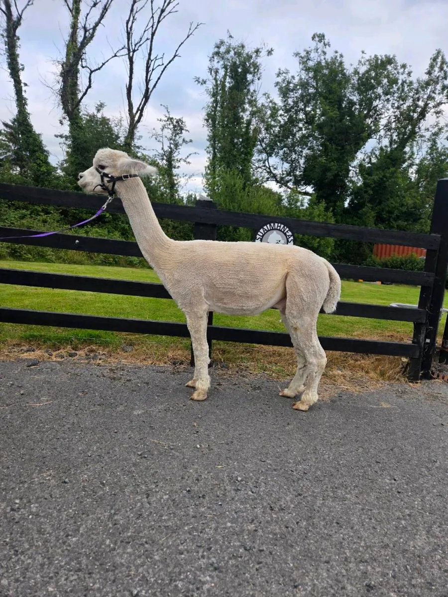 Alpaca Stud Services