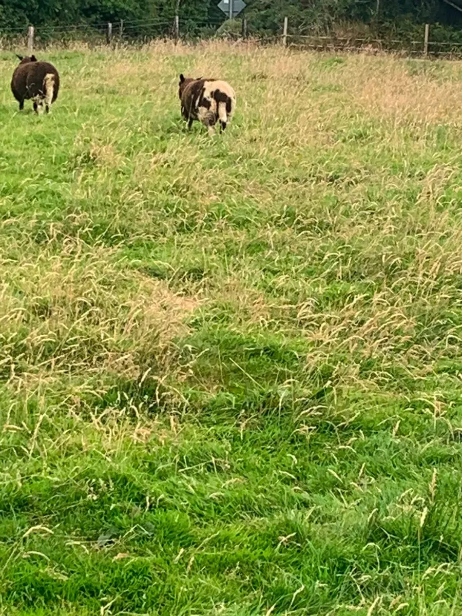 2 Dutch spotted ewe lambs - Image 1