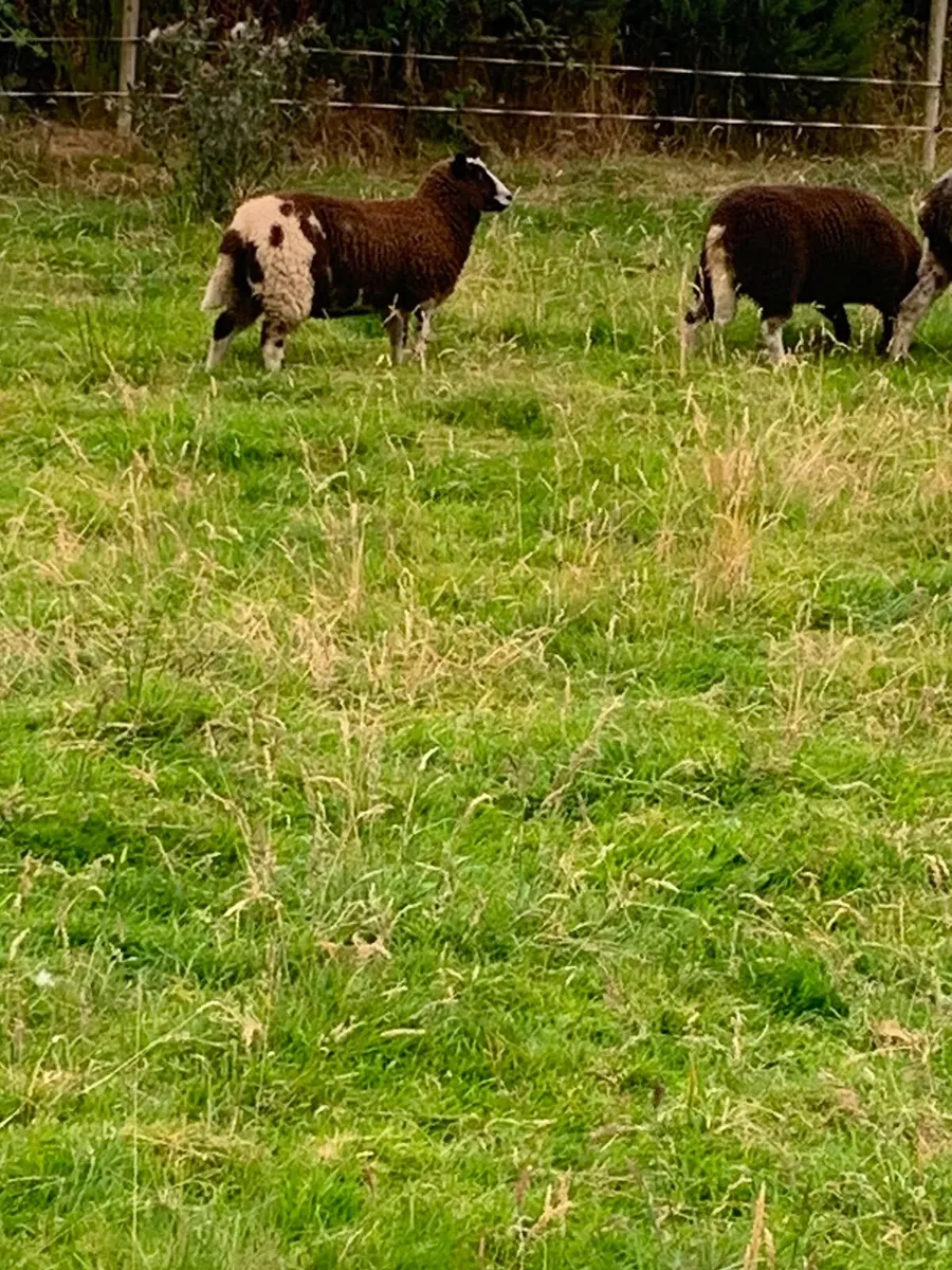 2 Dutch spotted ewe lambs - Image 2