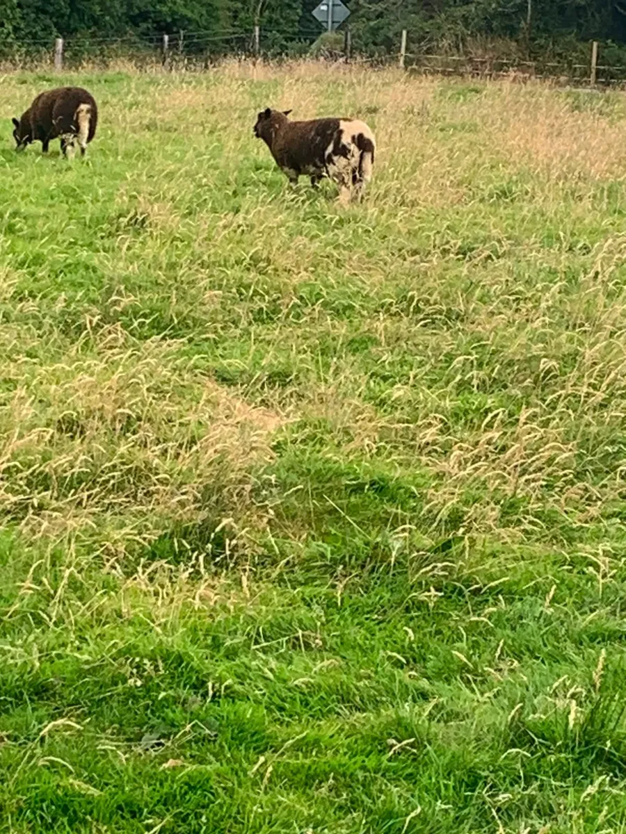 2 Dutch spotted ewe lambs - Image 3