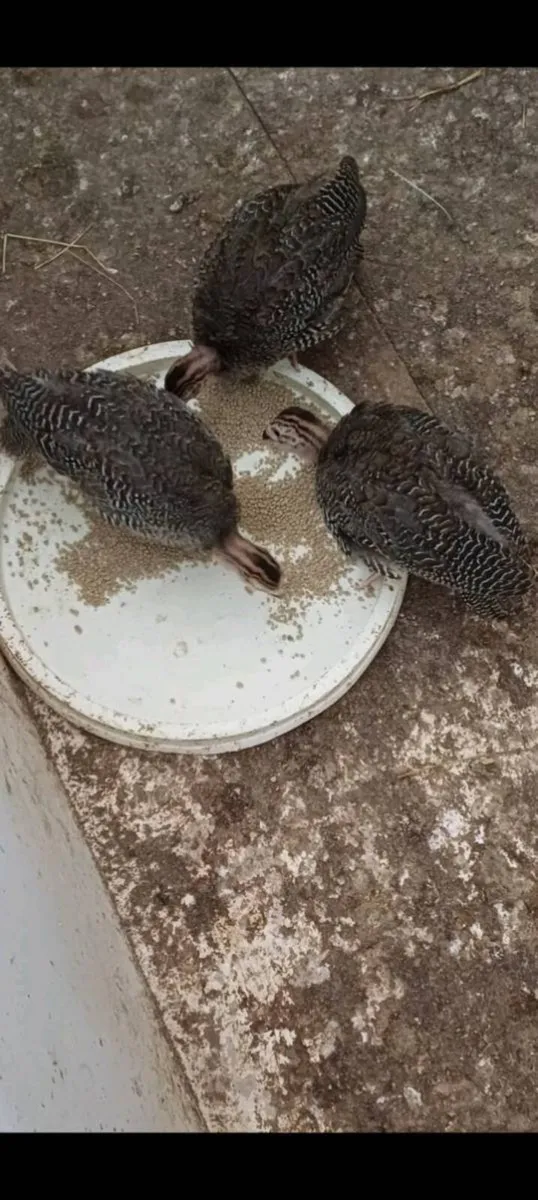 3 guiea fowl 3 months old