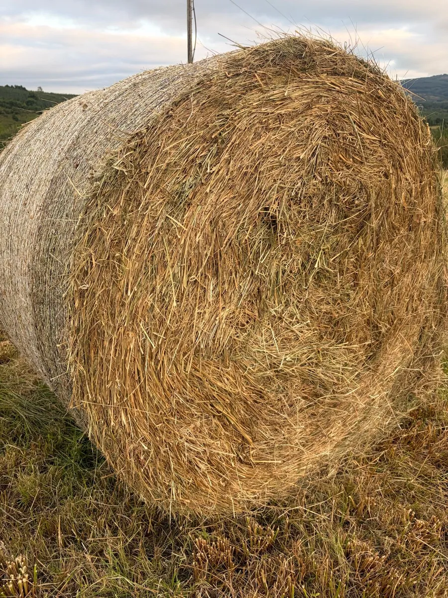Hay - Image 1